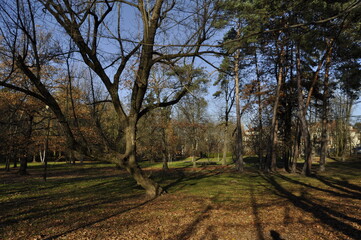 Fototapeta premium drzewa park wieliczka polska jesien