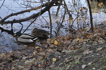 śpiące kaczki dzikie kaczki para kaczek odpoczynek z partnerką © LaPaBa