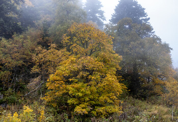 Fototapeta premium A fairy-tale autumn forest in a colorful outfit during the seasonal period of the year in the foothill area