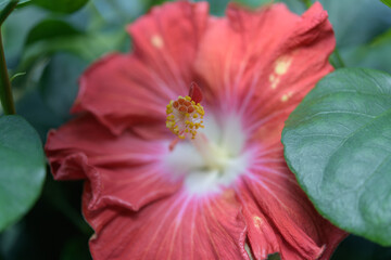 close-up of a hibiscus flower and leaves