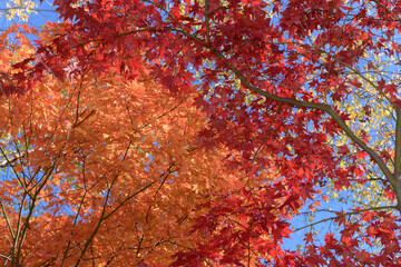 orange and red autumn ornamental Japanese maple leaves on a blue sky