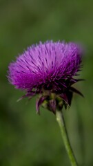 Vibrant purple thistle flower close-up