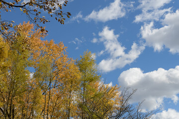 autumn trees and blue sky with clouds
