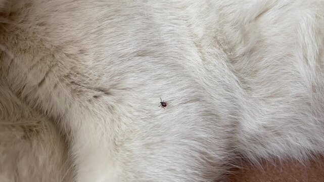 closeup of a small tick on white fur, detailed view of parasite danger increasing during warm seasons, reminder for pet owners to perform regular health checks and protect animals from infestations