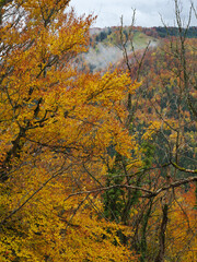 Autumn Forest Landscape With Golden Leaves, Mist, And Rolling Hills In Fall Color