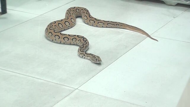Boa Constrictor Moving Elegantly While Sensing Surroundings in 4K
