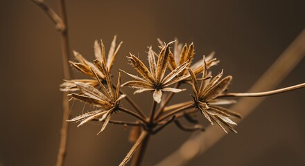 Macro close-up of dried star-shaped seed pod cluster. Withered autumnal plant with intricate texture against soft brown background