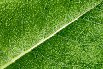 Close-up macro of a green leaf showing detailed veins and natural texture under soft daylight.