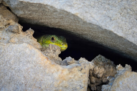Curious green lizard peeking from a crack between rocks, blending perfectly with its natural surroundings.