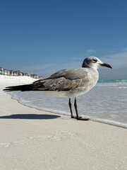Low perspective of seagull on the beach