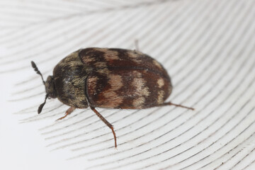 Dermestidae are a family of Coleoptera that are commonly referred to as skin beetles or carpet beetles. An insect on a bird's feather.