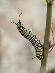 Monarch butterfly caterpillar Danaus plexippus on its host plant milkweed (genus Asclepias)