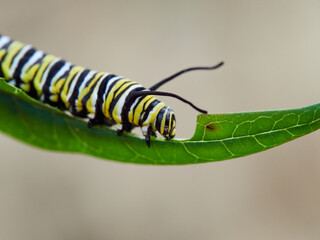 Monarch butterfly caterpillar Danaus plexippus on its host plant milkweed (genus Asclepias)