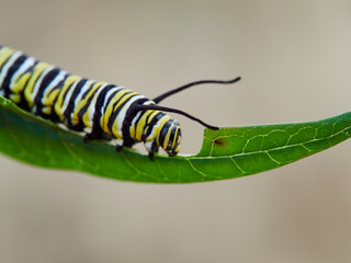 Monarch butterfly caterpillar Danaus plexippus on its host plant milkweed (genus Asclepias)