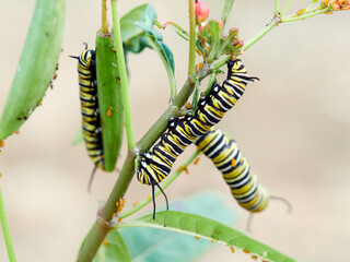 Monarch butterfly caterpillar Danaus plexippus on its host plant milkweed (genus Asclepias)
