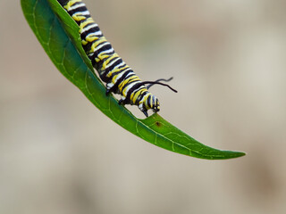Monarch butterfly caterpillar Danaus plexippus on its host plant milkweed (genus Asclepias)