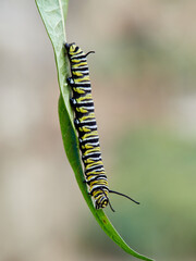 Monarch butterfly caterpillar Danaus plexippus on its host plant milkweed (genus Asclepias)