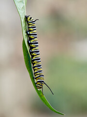 Monarch butterfly caterpillar Danaus plexippus on its host plant milkweed (genus Asclepias)