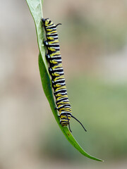 Monarch butterfly caterpillar Danaus plexippus on its host plant milkweed (genus Asclepias)