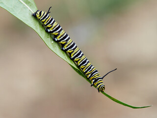 Monarch butterfly caterpillar Danaus plexippus on its host plant milkweed (genus Asclepias)