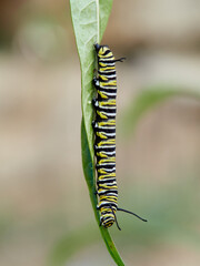 Monarch butterfly caterpillar Danaus plexippus on its host plant milkweed (genus Asclepias)