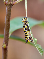 Monarch butterfly caterpillar Danaus plexippus on its host plant milkweed (genus Asclepias)