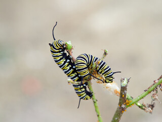 Monarch butterfly caterpillar Danaus plexippus on its host plant milkweed (genus Asclepias)
