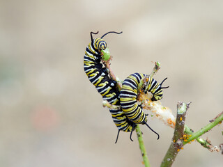 Monarch butterfly caterpillar Danaus plexippus on its host plant milkweed (genus Asclepias)