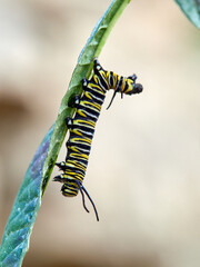 Monarch butterfly caterpillar Danaus plexippus on its host plant milkweed (genus Asclepias)