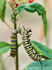 Monarch butterfly caterpillar Danaus plexippus on its host plant milkweed (genus Asclepias)
