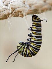 Naklejka premium Monarch butterfly caterpillar Danaus plexippus on its host plant milkweed (genus Asclepias)