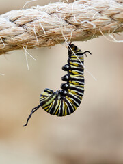 Monarch butterfly caterpillar transforming into a pupa. Position J. Danaus plexippus
