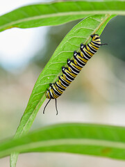 Monarch butterfly caterpillar Danaus plexippus on its host plant milkweed (genus Asclepias)