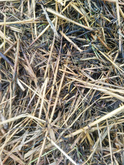 Dry hay texture background in warm golden tones, natural rustic surface with copy space