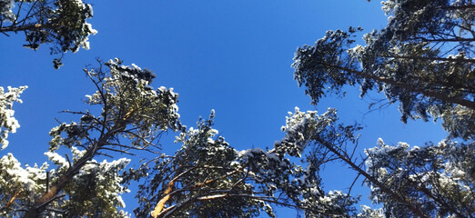 Snow-covered pine trees from below against bright blue sky