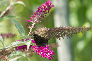 European peacock butterfly (Aglais io) perched on summer lilac in Zurich, Switzerland