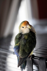 a lovebird perched in its cage