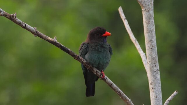 Oriental dollarbird perched among tree branches at morning.