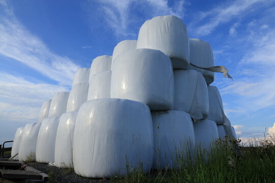 Large piles of hay bales. Wrapped in white protective plastic against the rain. To avoid moulding and bug attacks. Near Skara, Sweden. Summer of 2025.