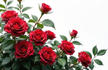 Naklejka premium Bush with blooming red roses isolated on white background. Blossoming buds with green leaves. Beautiful romantic rose flower for holiday design, card, banner or wedding invitation. Floral shrub.