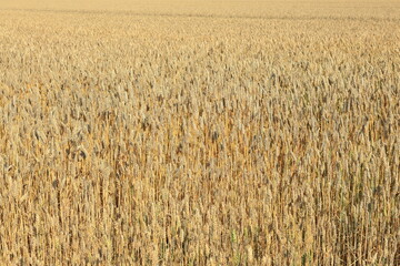 Fields of golden wheat. All over the place. Summer day at Swedish farm.