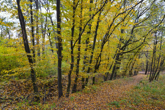 Narrow descent from a hill in a deciduous forest covered with fallen leaves in autumn time