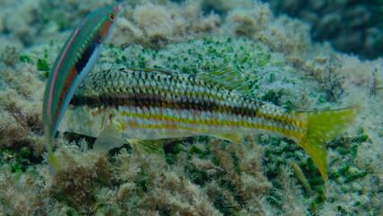 Striped red mullet or surmullet (Mullus surmuletus) undersea, Ligurian Sea, Italy, Imperia