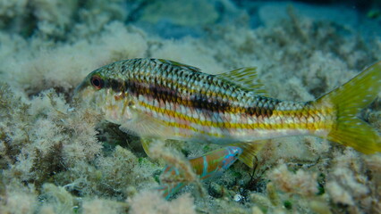 Striped red mullet or surmullet (Mullus surmuletus) undersea, Ligurian Sea, Italy, Imperia