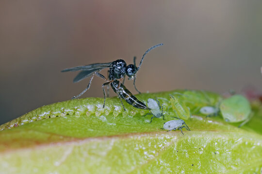 A tiny parasitic wasp lays an egg in the body of an aphid.