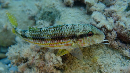Striped red mullet or surmullet (Mullus surmuletus) undersea, Ligurian Sea, Italy, Imperia