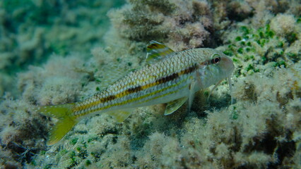 Striped red mullet or surmullet (Mullus surmuletus) undersea, Ligurian Sea, Italy, Imperia