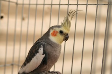 Close-up of a cockatiel in a cage