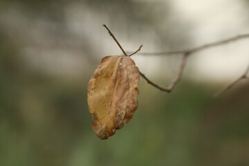 Dry brown leaf on a branch