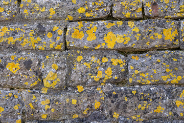 Yellow orange lichens on a stone wall.
